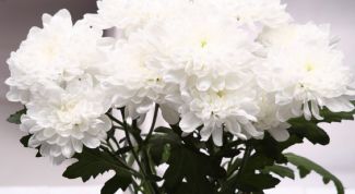 Картинка по теме - как вырастить хризантемы из семян