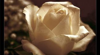 Картинка по теме - как сделать слайдшоу во flash