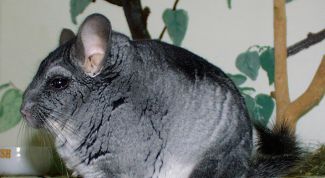 Картинка по теме - как определить возраст шиншиллы