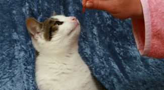 Картинка по теме - как приготовить еду для кошки