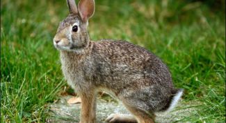 Картинка по теме - как выгуливать кроликов