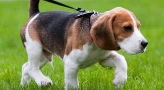 Картинка по теме - как собрать мочу у собаки