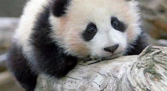 Картинка по теме - как рисовать шерсть карандашом