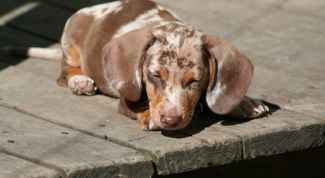 Картинка по теме - как пережить смерть животного