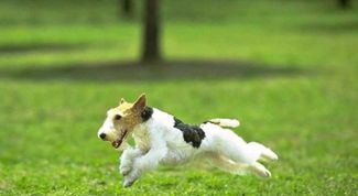 Картинка по теме - как приучить собаку к кличке