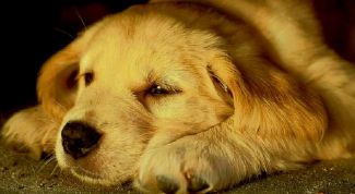 Картинка по теме - как воспитывать ретривера