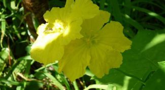 Картинка по теме - как вырастить люфу