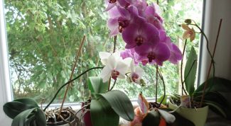 Картинка по теме - как пересадить и ухаживать за орхидеей