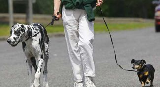 Картинка по теме - как примирить собак