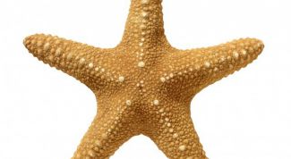 Картинка по теме - как нарисовать морскую звезду