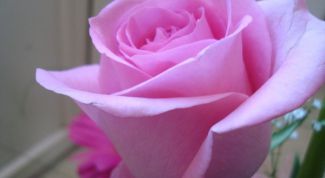 Картинка по теме - как вырастить голландские розы