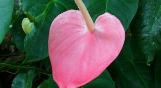 Картинка по теме - как заставить антуриум цвести