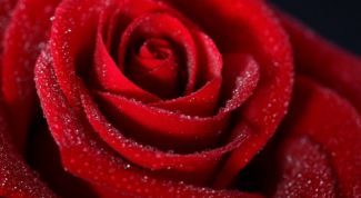 Картинка по теме - как нарисовать розу вконтакте