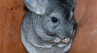 Картинка по теме - как приучить к рукам шиншиллу