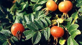 Картинка по теме - как употреблять шиповник