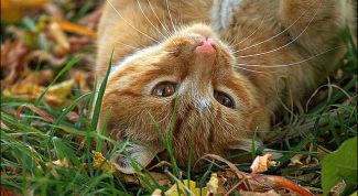 Картинка по теме - как выбрать имя для кота