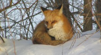 Картинка по теме - как охотиться на лису