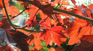 Картинка по теме - как посадить клен