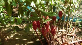 Картинка по теме - как употреблять корень имбиря