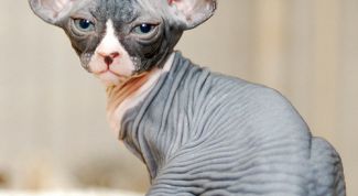 Картинка по теме - как выбрать котенка сфинкса