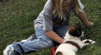 Картинка по теме - как научиться понимать животных