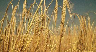 Картинка по теме - как выращивать ячмень