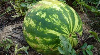 Картинка по теме - как сохранить арбуз