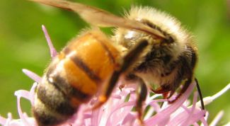 Картинка по теме - как узнать про пчёл