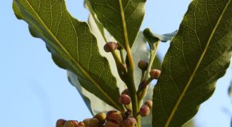 Картинка по теме - как приготовить лавровое масло