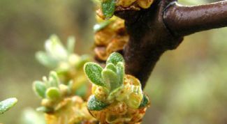 Картинка по теме - как отличить мужское растение от женского