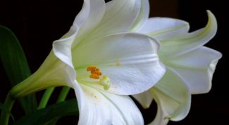 Картинка по теме - как сделать траурный венок