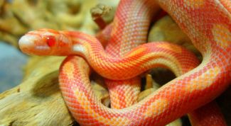 Картинка по теме - как содержать змей