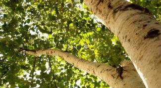 Картинка по теме - как вступить в «гринпис»