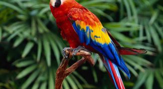 Картинка по теме - как выбрать имя попугаю