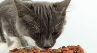 Картинка по теме - как приучить кошку к сухому корму