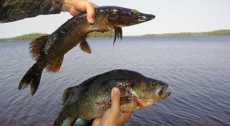 Картинка по теме - как получить квоту на вылов рыбы