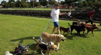 Картинка по теме - как выбрать породу щенка