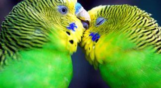 Картинка по теме - как успокоить попугая