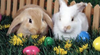 Картинка по теме - как выкормить кроликов