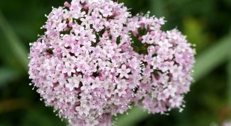 Картинка по теме - как принимать 