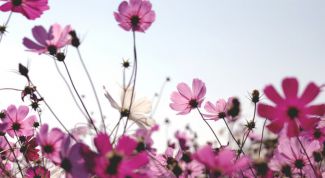 Картинка по теме - как найти название цветка