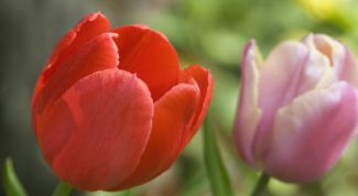 Картинка по теме - как вырастить садовые цветы