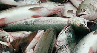 Картинка по теме - как отличить самку горбуши от самца