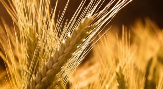 Картинка по теме - как прорастить ячмень