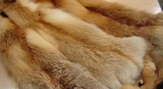 Картинка по теме - как выделать шкурку лисы