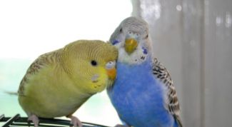 Картинка по теме - как определить возраст и пол попугаев