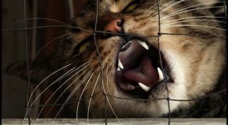 Картинка по теме - как давать коту лекарство