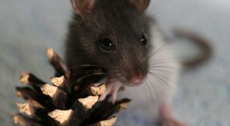 Картинка по теме - как отличить крысу-мальчика от крысы-девочки