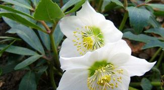 Картинка по теме - как применять морозник