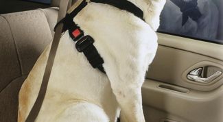 Картинка по теме - как перевезти собаку в машине